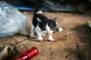 Foto av en gata inhemsk kattunge med en suddig bakgrund