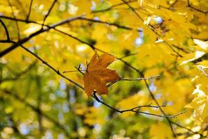 färgrik höst löv på de träd i naturlig livsmiljö foto