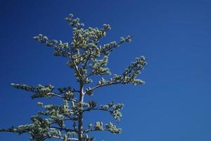cedrus atlantica träd på bakgrunden av blå himmel foto