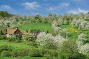 springtime i svart skog, Tyskland foto