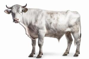 piemontesiska ko på vit bakgrund, skapas med generativ ai foto