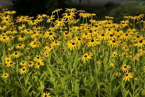 rabatt med gula blommor, skönhet natur foto