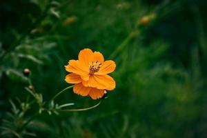 orange blommor i de sommar grön trädgård på en solig dag foto
