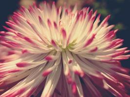 original- abstrakt bakgrund makro av en vit-rosa daisy blomma foto