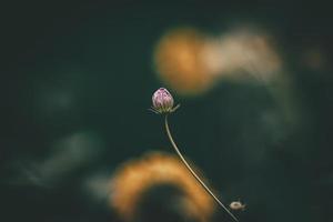 liten sommar blommor växande i de trädgård bland grön lövverk bakgrund på en värma dag foto