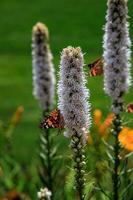 fri fjärilar bland de blommor i de stad trädgård på en värma solig sommar dag, foto