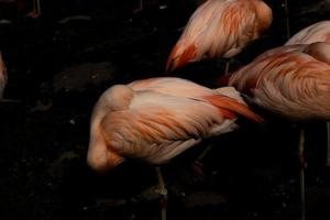 rosa flamingo fågel stående i de mörk vatten på de Zoo foto