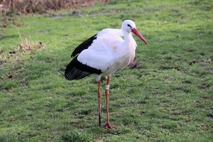 en se av en vit stork på Martin ren natur boka foto