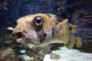 svart och vit fugu fisk foto