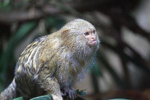 dvärg marmoset apa Sammanträde på gren foto