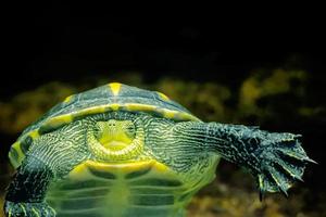 de sköldpadda utseende mycket skön foto