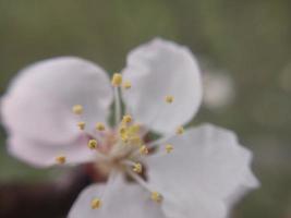 ung blommor gro i vår foto