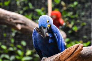 en färgrik papegoja foto