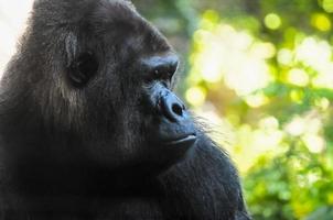 stark vuxen svart gorilla foto