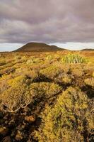 öken- i tenerife kanariefågel ö foto