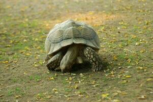 ett gammal sköldpadda foto