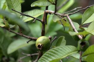 de färsk guava frukt på en bruka foto