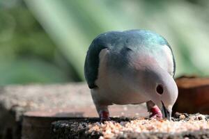 stor fågel sökande livsmedel. skön mörk blå och grå Färg fågel foto