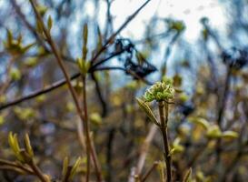 viburnum lantana blomma knoppar i tidigt vår. sista år frukt på de grenar. liv erövrar död. foto