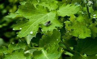 ung grön celandine knoppar är täckt med dagg droppar i de morgon. de latin namn av de växt är chelidonium l. de begrepp av traditionell medicin. foto