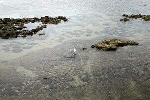 Medelhavets kust i norra Israel. foto