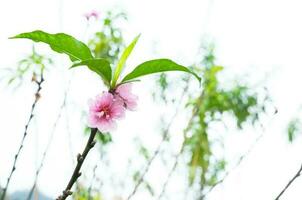 persika blomma blomma naturlig bakgrund.persika blommor rosa i trädgård foto