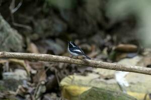 liten pied flugsnappare eller ficedula westermanni observerats i rongtong i Indien foto