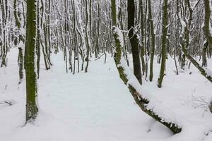 massa av träd med snö på de träd trunkar i en skog foto