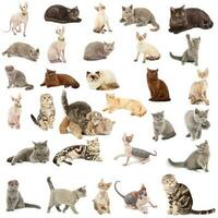 samling av en katter foto