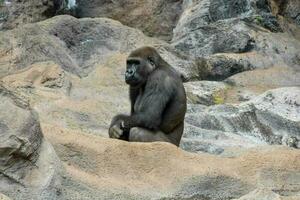 stark vuxen svart gorilla foto