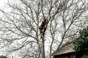 arbetstagare sågar grenar av lång träd i lantlig gård foto