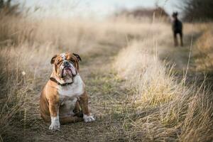 porträtt engelsk bulldogg foto