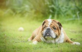 engelsk bulldogg utomhus- foto
