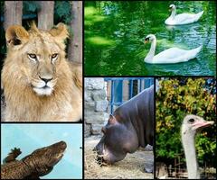 djur- i Zoo collage foto