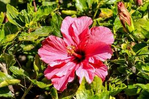 bakgrund med blommor foto