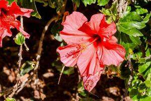 bakgrund med blommor foto