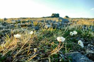 bakgrund med blommor foto