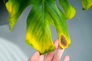 en kvinna hand innehar en monstera blad med svart och gul fläck på grund av till över vattning de växt. växt sjukdom. foto