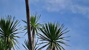 skön tropisk växt pandanus träd foto