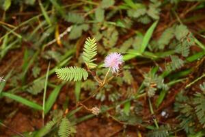 mimosa pudica med honung bi flyga foto