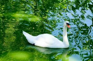 vit svan i vatten foto