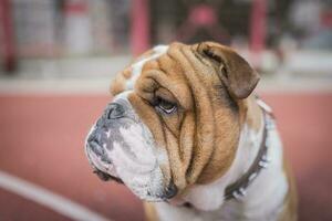 engelska bulldog porträtt foto