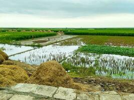 en fält av ris är omgiven förbi ris fält foto