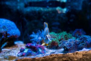 fisk i de hav. en flock av fisk i de hav, akvarium. akvarium färgrik fisk i mörk blå vatten. Foto av tropisk fisk på en korall rev.