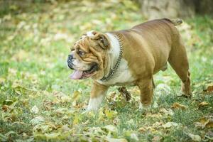 porträtt av engelsk bulldogg foto