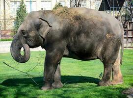 ung elefant i Zoo foto