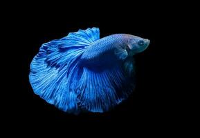 blå siamese stridande fisk, betta splendens isolerat foto