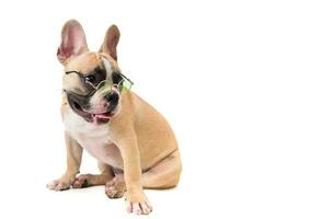 söt franska bulldogg ha på sig glasögon och Sammanträde isolerat foto