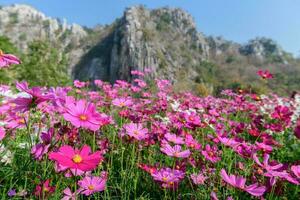 skön rosa kosmos fält med kalksten foto