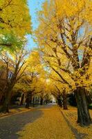 gingko träd på väg, höst säsong foto